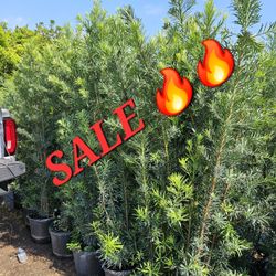 quality beautiful podocarpus  Only 19.99 all sizes available  Instant  Privacy Hedge For Fence Green Full 