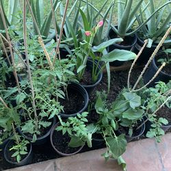 Part three of the many different plants available for sale