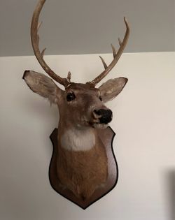 Taxidermy deer head