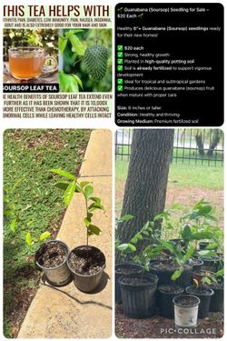 Soursop plants Guanabana