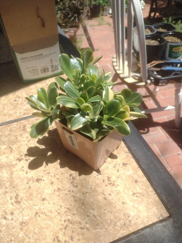Jade Plant Sunset And Multicolor 4-in