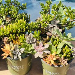 Succulents Arrangment