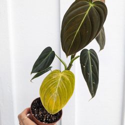 Philodendron Melanochrysum Plant 4" Pot - Indoor House Plants
