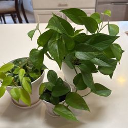 Three House Plants