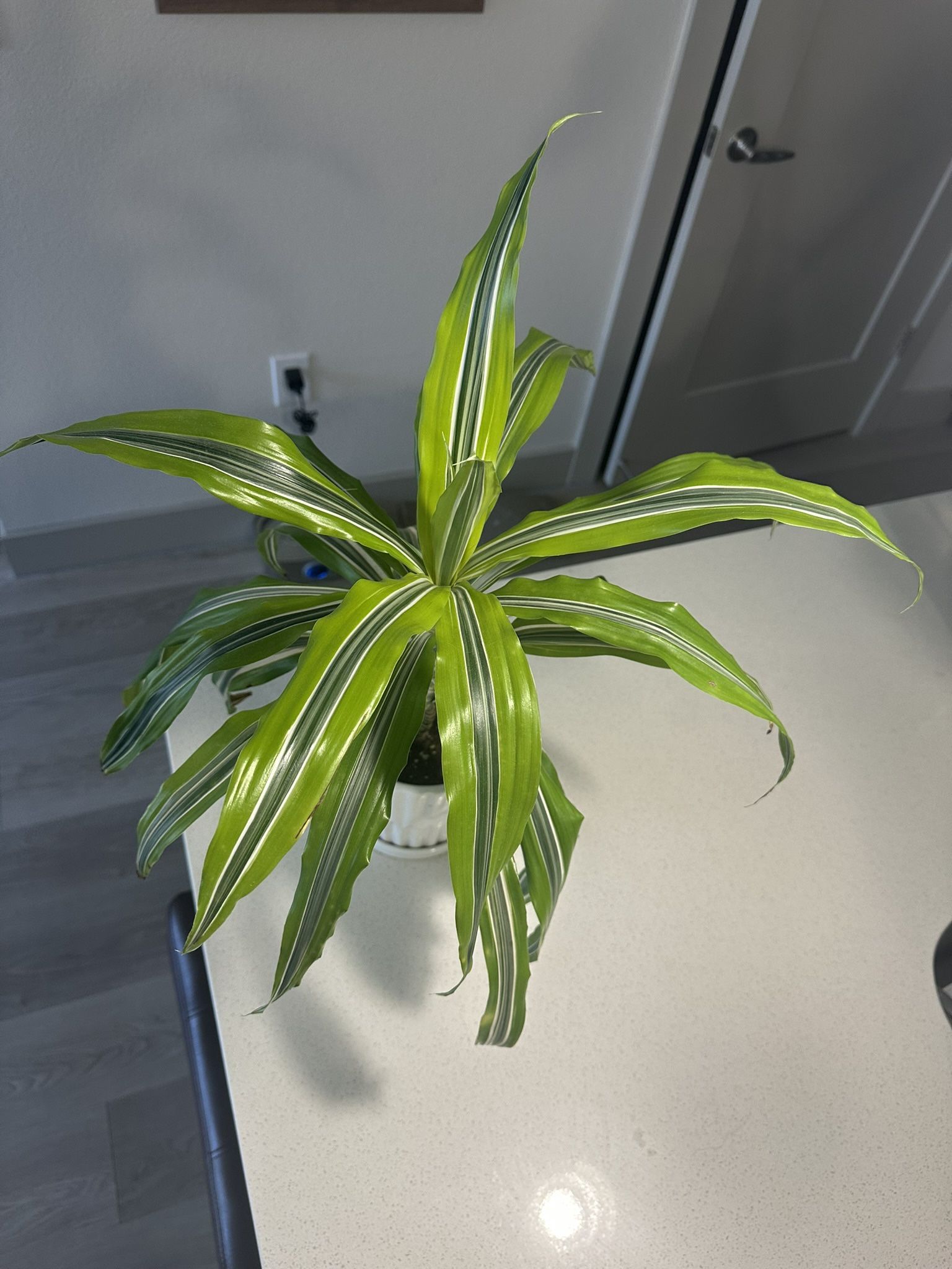 Dracaena ‘Lemon Lime’ Plant