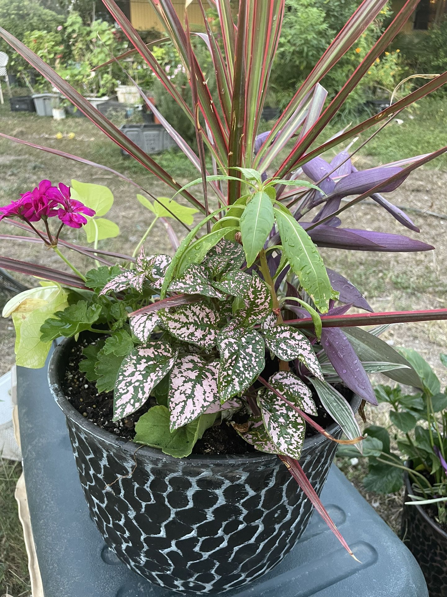 Plants Arrangements Mixed