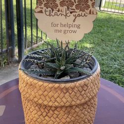 Haworthia Zebra Plant $15
