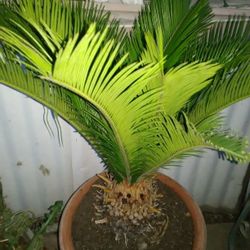 small Sago palm in good condition,
