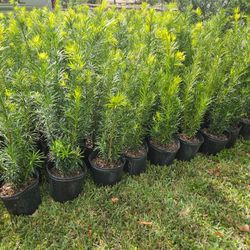 Podocarpus Over 3 To 4 Feet Tall Instan Privacy Hedge 