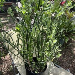 Beautiful Backbone Plant(Big)