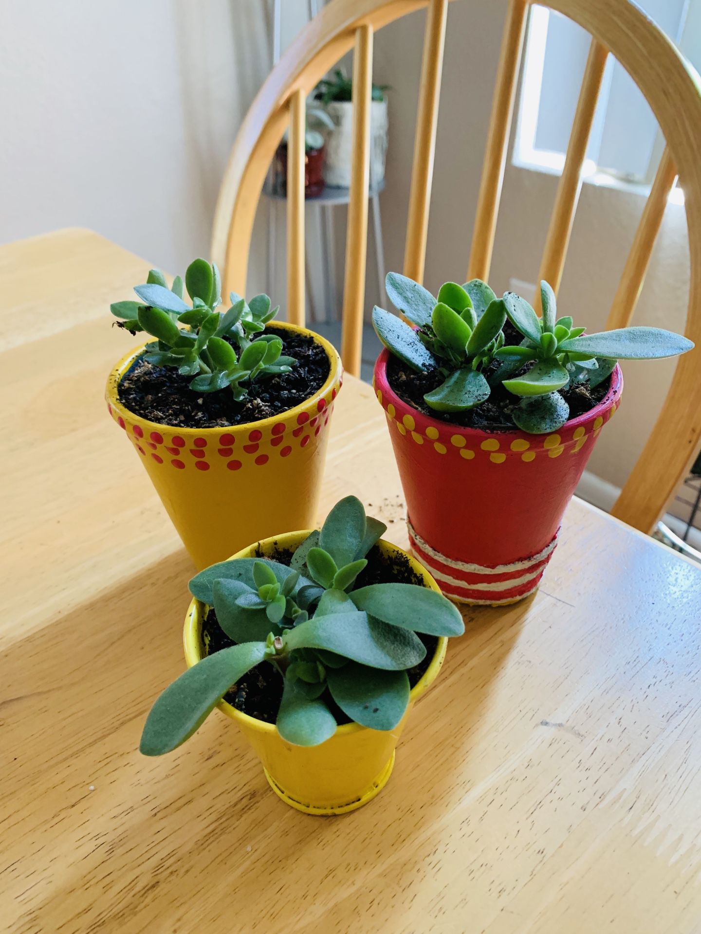 Live succulent plants-3plants