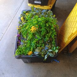 Varity Of Plants 