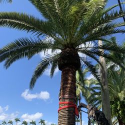 Canary Palms Quality (A) 