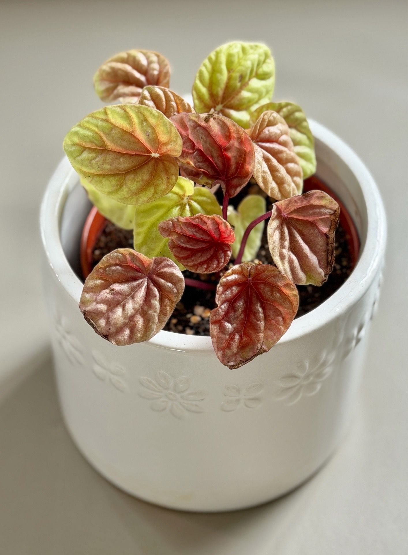 Gorgeous Hard to Find Quito Peperomia