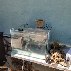 Tank With Stand (Will Accept Offers)