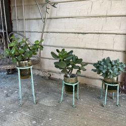 Succulents Decoration Set