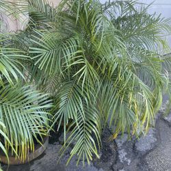 Palm Trees