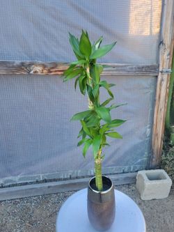Bamboo Plant in water