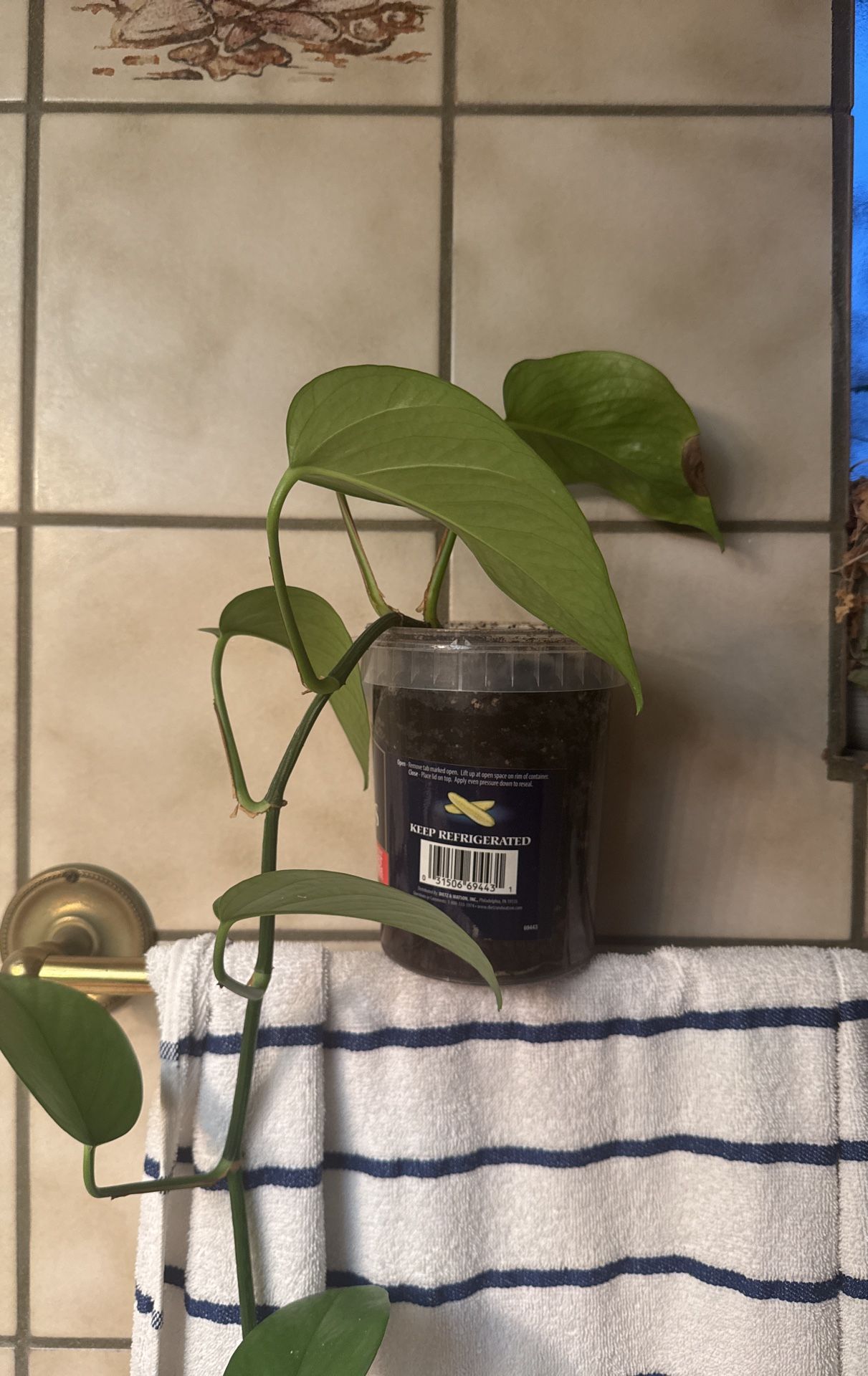 Live Pothos
