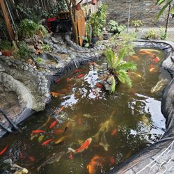 Koi Fish 