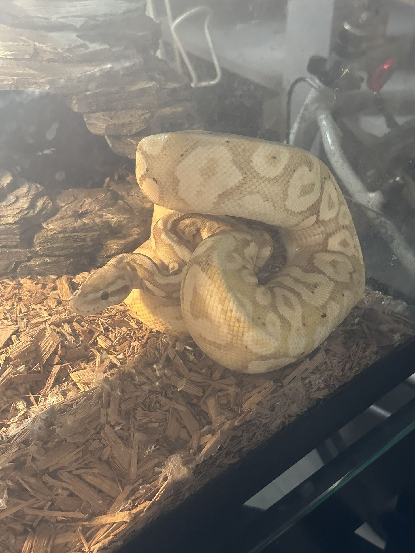 Snake Tank