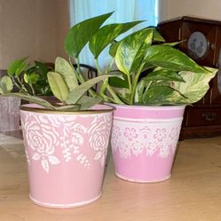 Flower/ Plant Pots