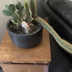 Multiple Cactus Plant