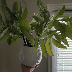 Home Decor Plant 