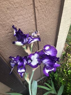 Purple and white iris