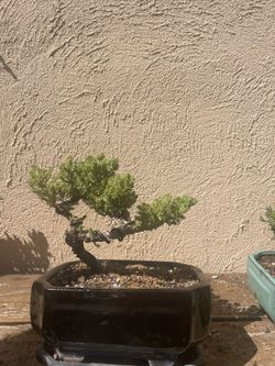 Juniper