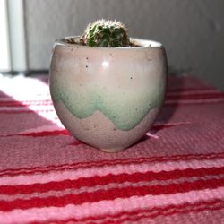 Real Baby Cactus Plant In Two Inch Pot