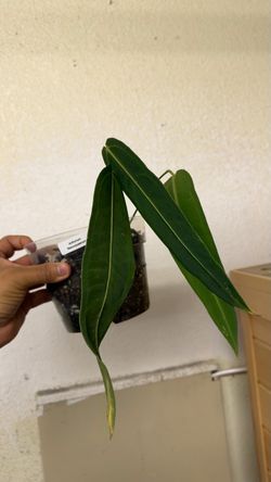 Anthurium Warocqueanum Medium