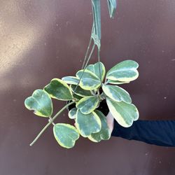 6” variegated hoya kerrii