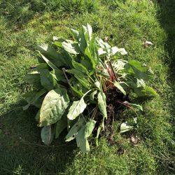 Free Giant Sorrel Plant