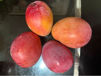 Delicious juicy mangoes from my tree