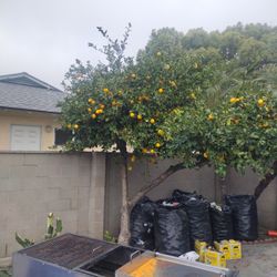 Free Lemon