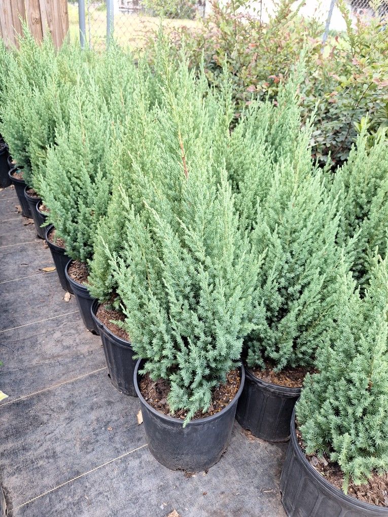 Blue Point Juniper for Sale in Houston, TX OfferUp