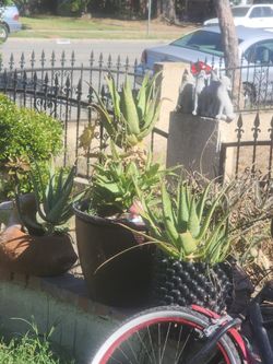 Alo Vera Plant $50 Bucks For All 3