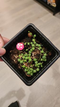 String of pearls