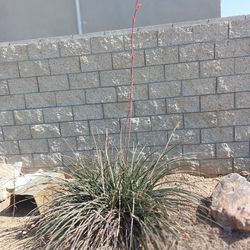 Free Red Agave Plant
