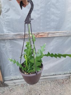 Fishbone Cactus 6" Nursery Pot
