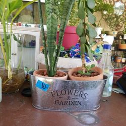 2 Clay 4" pots in metal container with Succulents  