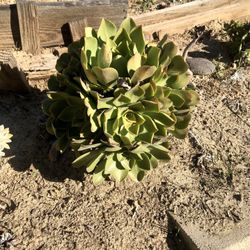 Succulent 