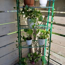 Green Plant Shelf