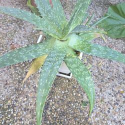 Aloe Vera