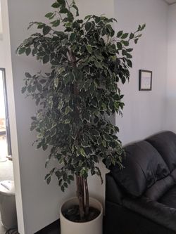 7 foot Silk Ficus tree in ceramic pot