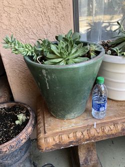 Suculents in the pot ceramic