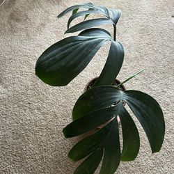 Philodendron Dragon Plant 
