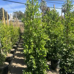 Ficus Nitida Privacy Hedge