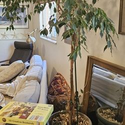 Plants For Sale